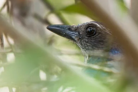 Eye Of A Blue Jay Stock Photos