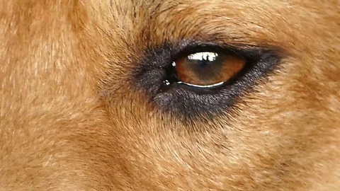 Eye of brown dog. Stock Footage 73277790