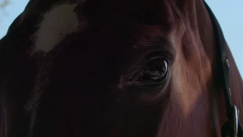 Eye of a brown horse Stock Footage 72982448