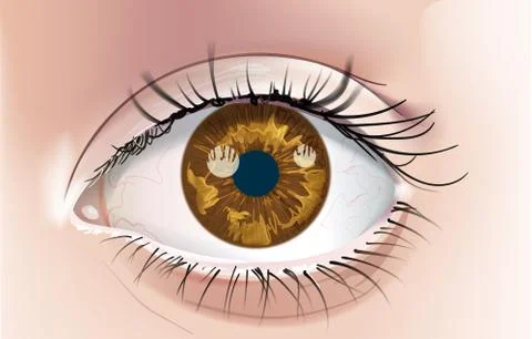 Eye-Brown Stock Illustration