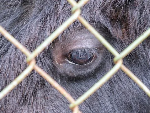Eye buffalo, looking through the bars of grid Stock Photos