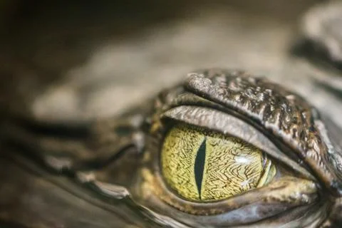 The Eye of the Caiman Foto stock