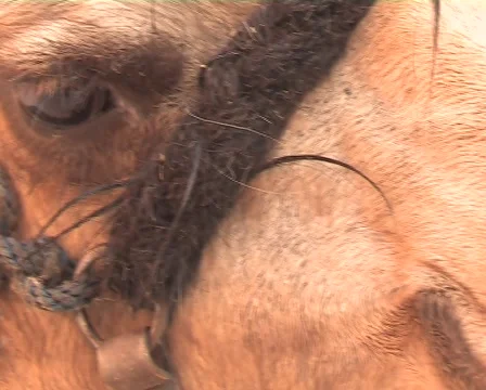 Eye of a camel 스톡 동영상 1091839