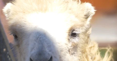 An eye on a camel's face Stock Footage 91400882