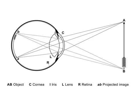 The eye as a camera, how an object is projected in the eyeball Stock Illustration