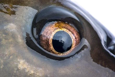 Eye carp Stock Photos