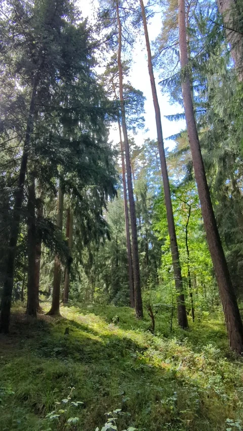 Eye-catching forest scene with beautiful light streaming through trees. Sun rays Stock Footage 317145983