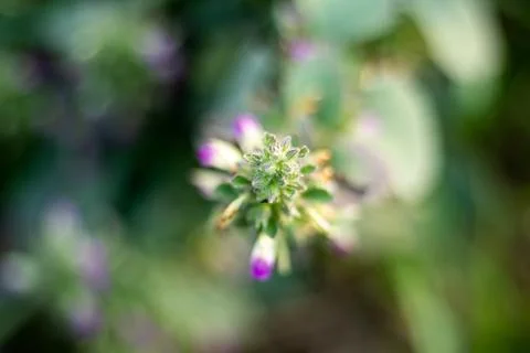 Eye-catching tiny white, pink wildflowers, Small buds Stock Photos