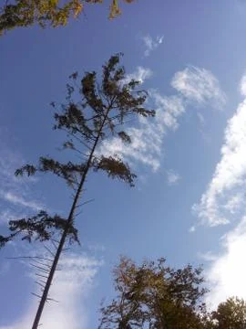 Eye-cath   highest  LARCH tree Foto stock