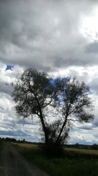 Eye-cath   TREE  (for POSTER) Stock Photos