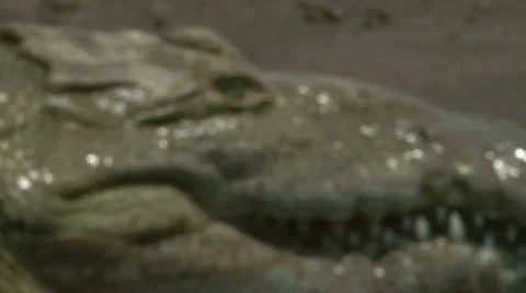 Eye Close Up in Violent Predator Stock Footage 621263