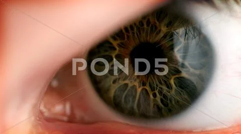 Eye closeup, eyeball green human male Stock Photos