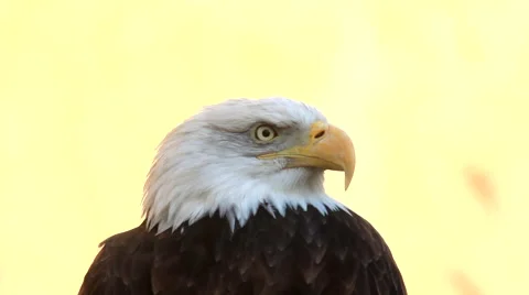 Eye contact with bald eagle, haliaeetus leucocephalus, can change neck length Stock Footage 46852059