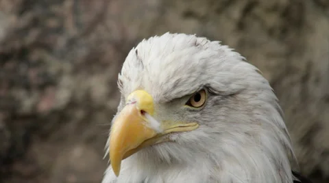 Eye contact with a bald eagle, side view on the rocky background. Stock Footage 43727648