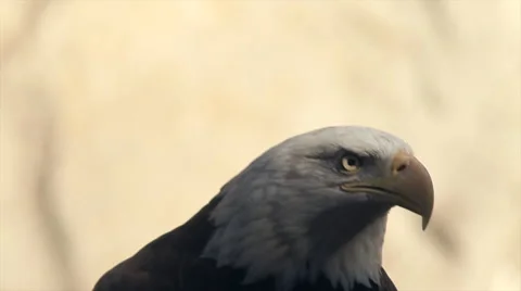 Eye contact with expressive bald eagle, haliaeetus leucocephalus, Stock Footage 46463858