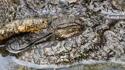 Eye contact Stock Footage 78625104