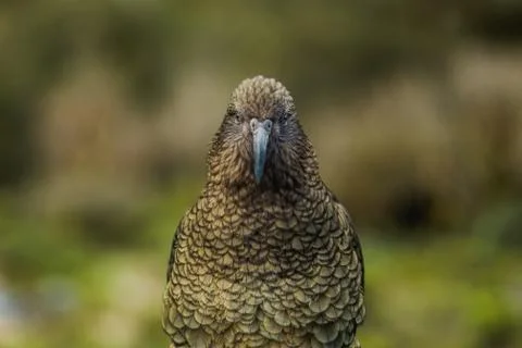 Eye contact with a Kea parrot in New Zealand Stock Photos