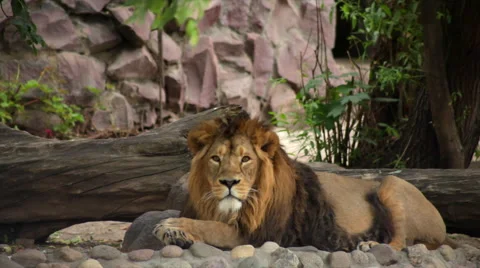 Eye contact with a lion, lying on fallen dry tree background and looking around. Stock Footage 42857731