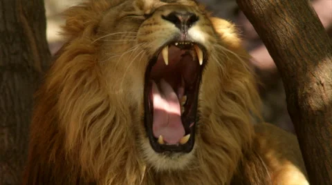 Eye contact with a lion, lying on tree shadow background with sunshine spots Stock Footage 46422349