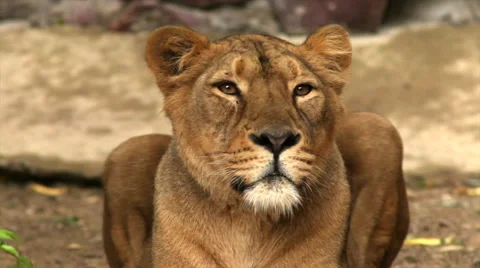 Eye contact with a lioness in shadow light, looking around and sniffing the air. Stock Footage 46367643