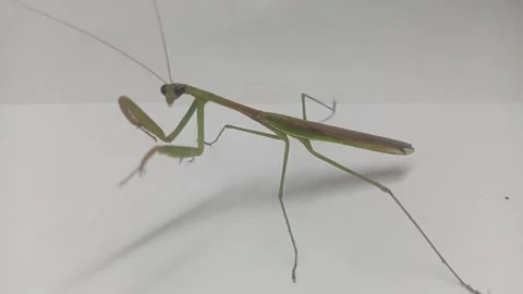 Eye contact macro of a praying mantis on white background Stock Footage 335611702