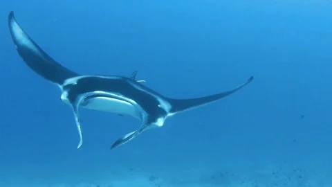 Eye contact with an oceanic manta ray swimming gracefully Stock Footage