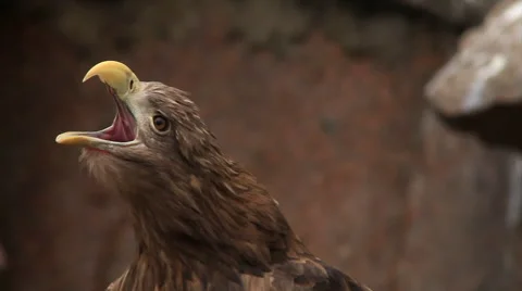 Eye contact with white-tailed sea eagle or erne on red granite background Stock Footage 46465166
