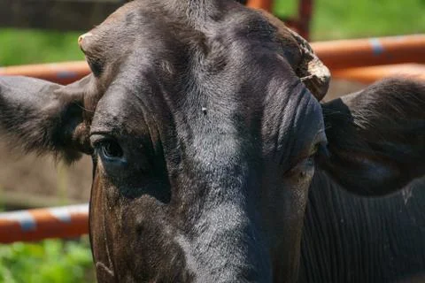 Eye cow close up Stock Photos