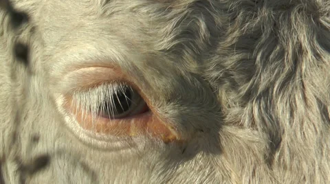 Eye of cow closeup Stock Footage 31518796