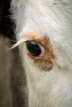 Eye of a cow Stock Photos