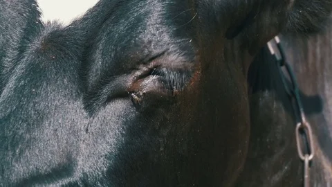 Eye Cows and a Fly Crawls Stock Footage 79583420