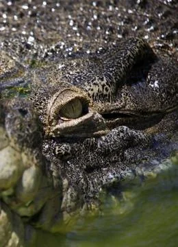 Eye crocodile Stock Photos