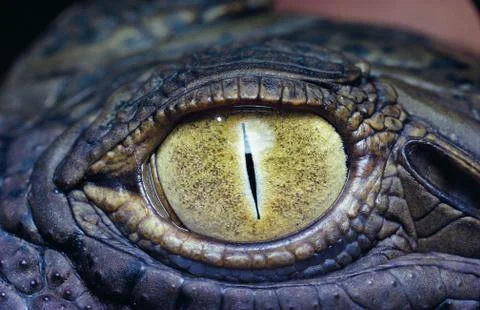 Eye of a crocodile Stock Photos