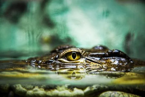 Eye of a crocodile Stock Photos