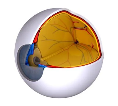 Eye Cross Section Real Human Anatomy - isolated on white 스톡 일러스트