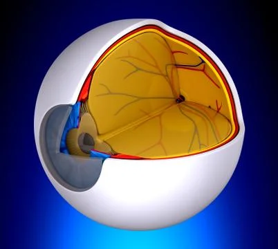 Eye Cross Section Real Human Anatomy - on blue background 스톡 일러스트