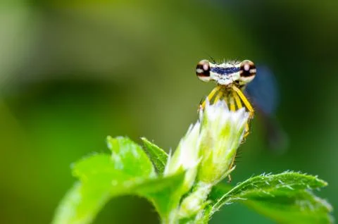 Eye of Damselfly Foto stock