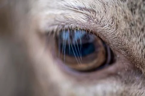 Eye of a deer in close-up Stock Photos