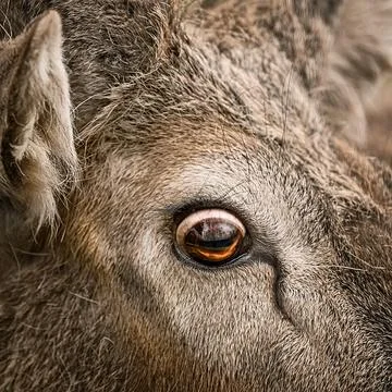 Eye of a deer Stock Photos