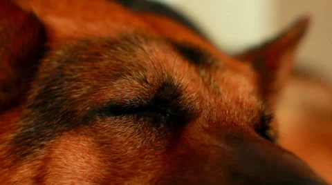 Eye Dog, German Shepherd sleeping on the carpet Stock Footage 37148308
