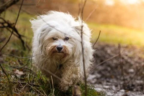 In the eye of the dog Stock Photos