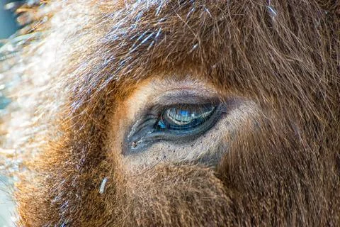 The eye of a donkey Stock Photos