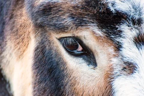 Eye of a Donkey Stock Photos