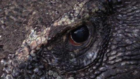 Eye of the dragon from Komodo Stock Footage