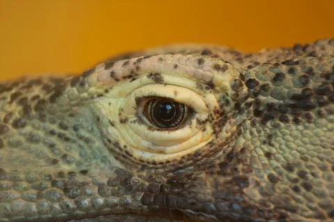 Eye of the Dragon 写真素材