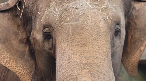 Eye of Elephant Stock Footage 6940867