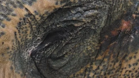  an eye of an elephant Stock Footage 244646592