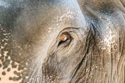 Eye of an elephant Stock Photos