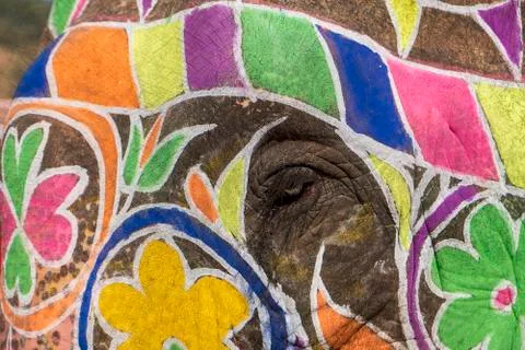 Eye Of Elephant Stock Photos