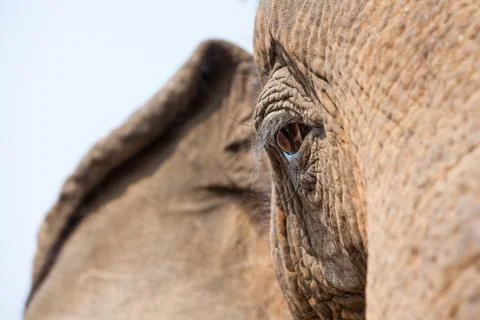 Eye of elephant Stock Photos